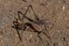 Platycleis sp.